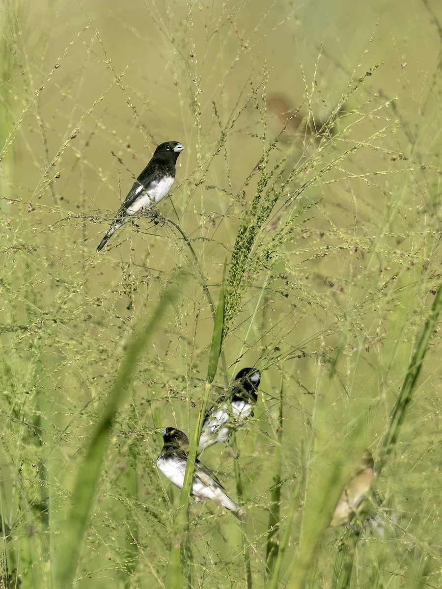 Black-and-white Seedeater - ML642279765
