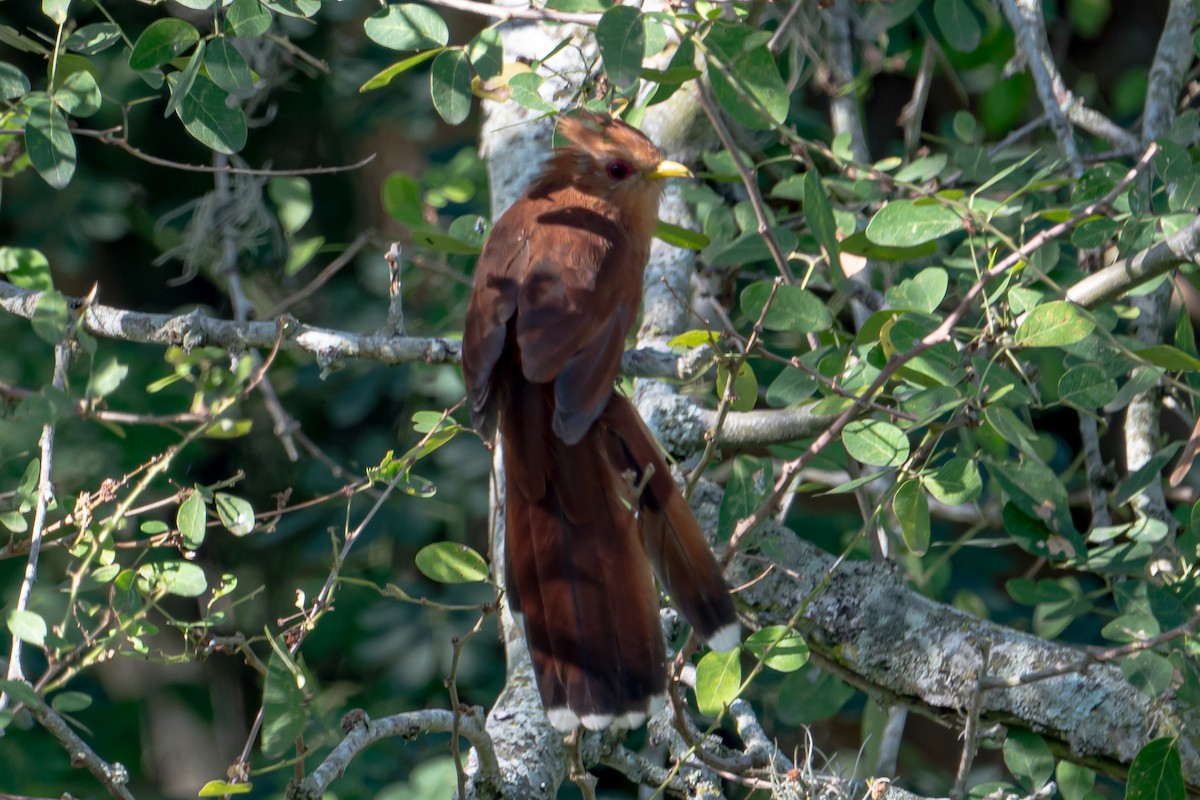 Little Cuckoo - ML642279804