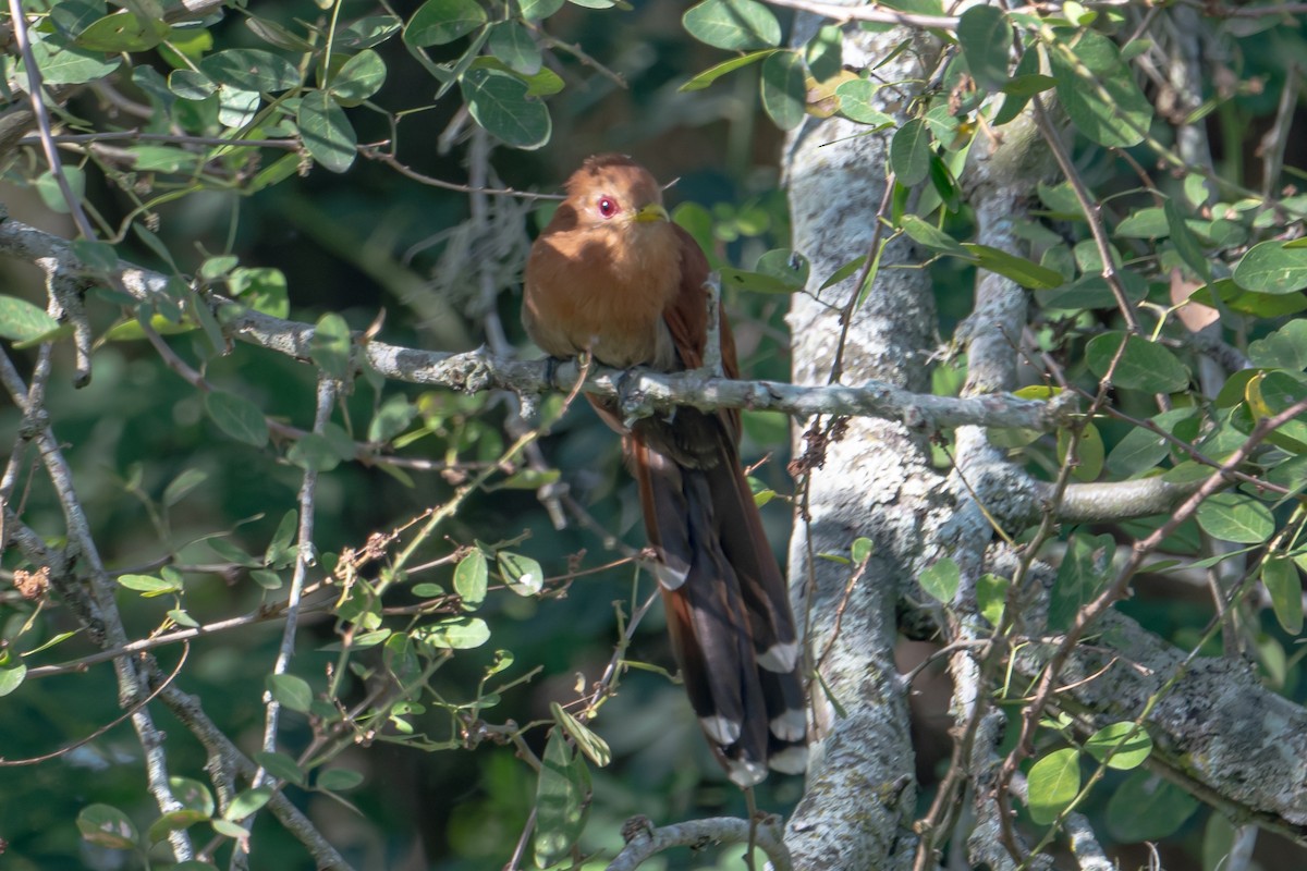 Little Cuckoo - ML642279806