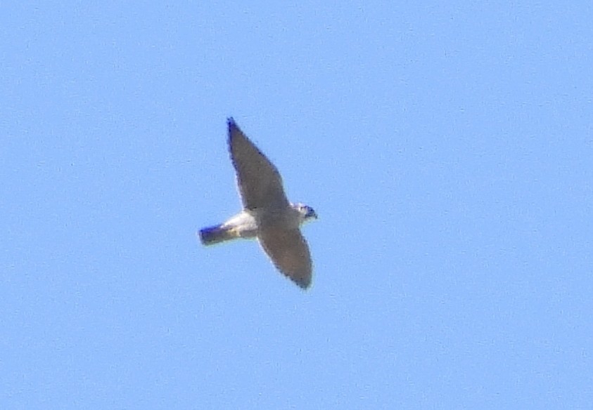 Peregrine Falcon (Tundra) - ML642279848