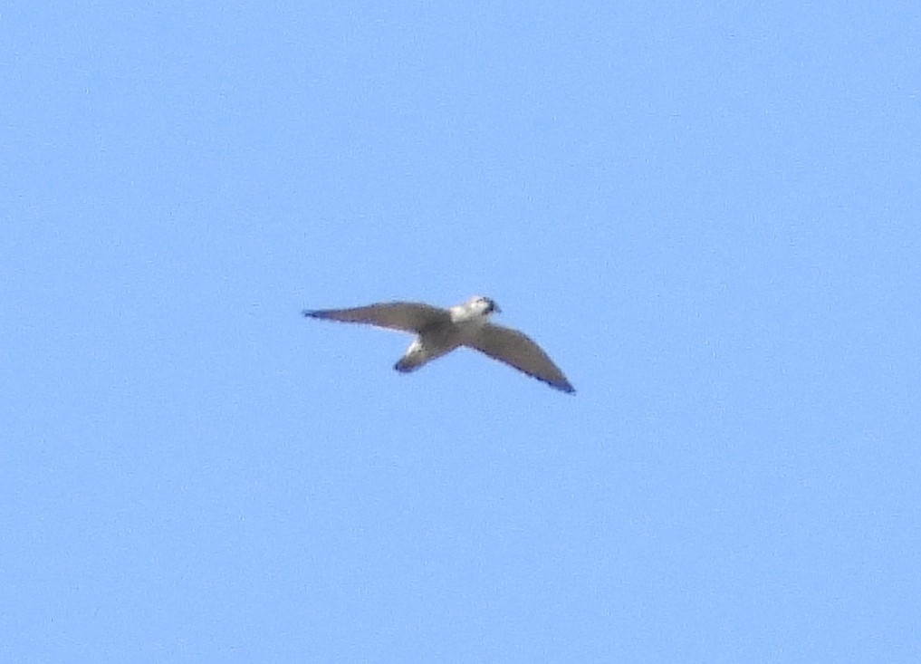 Peregrine Falcon (Tundra) - ML642279849