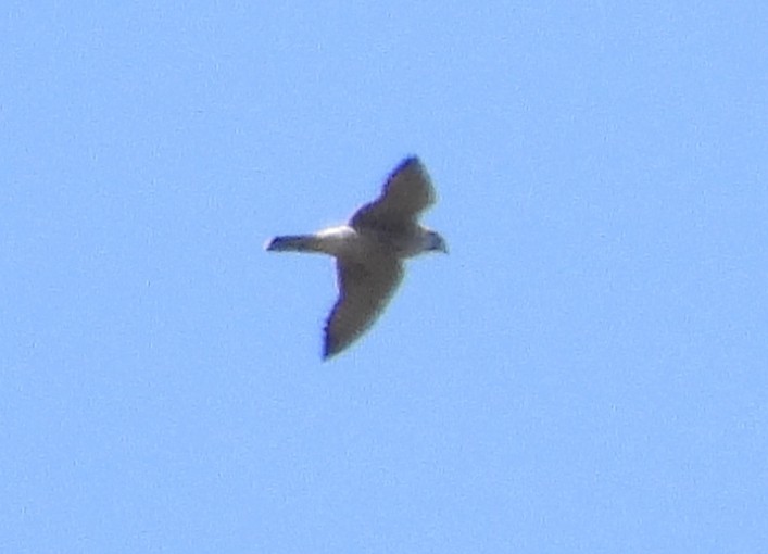 Peregrine Falcon (Tundra) - ML642279850