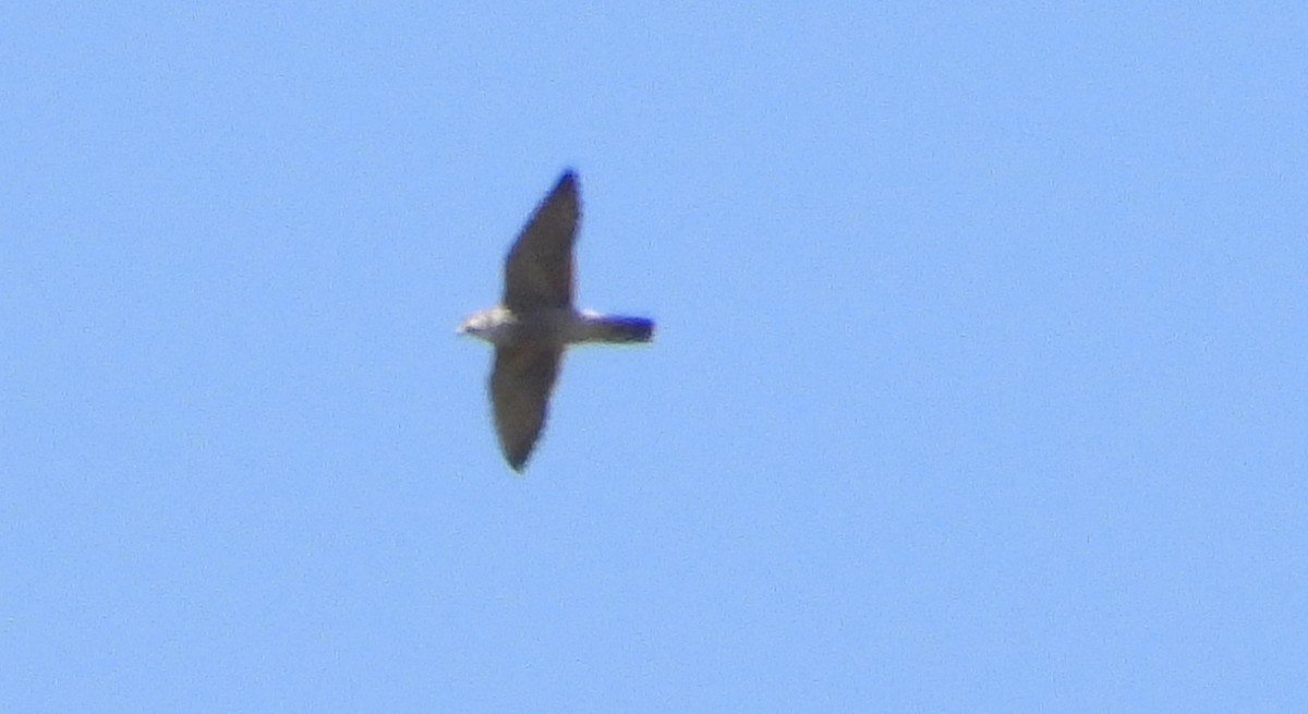 Peregrine Falcon (Tundra) - ML642279851