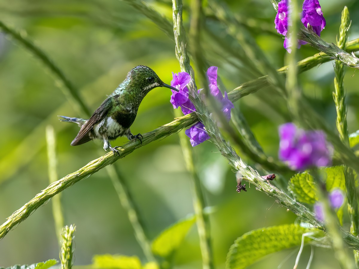 Black-bellied Thorntail - ML642279855
