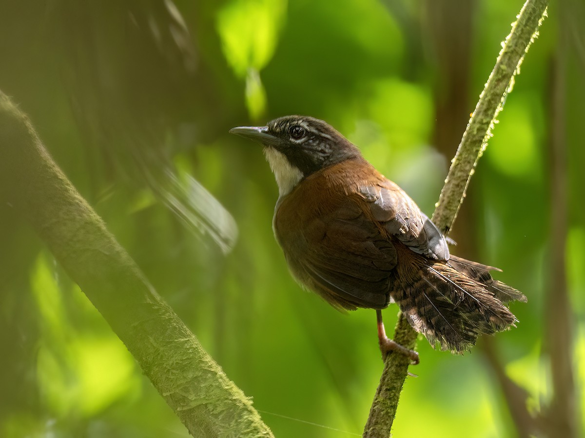 Coraya Wren - ML642279859