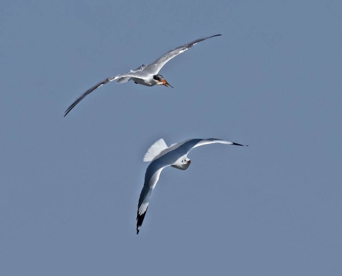 Caspian Tern - ML642279865