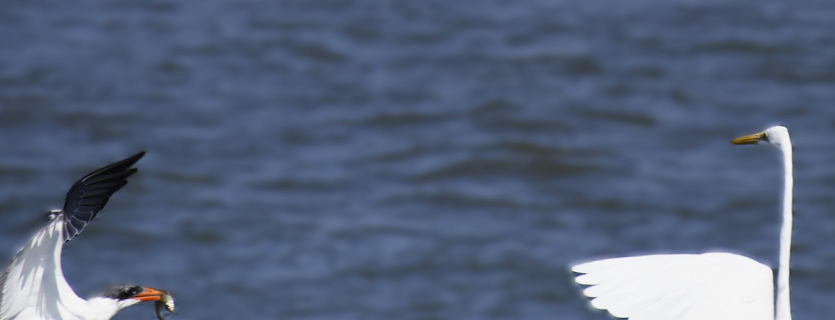 Caspian Tern - ML642279868