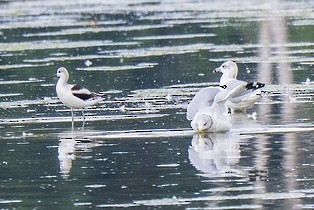 American Avocet - ML642279884