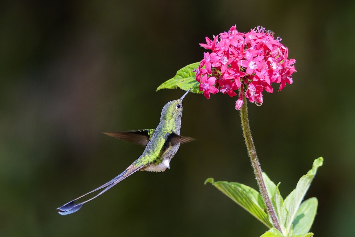 White-booted Racket-tail - ML642279886