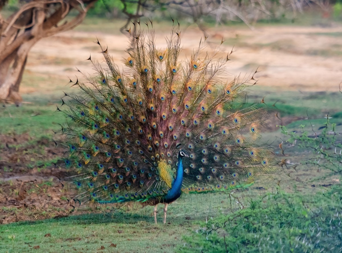 Pfau - ML642279898