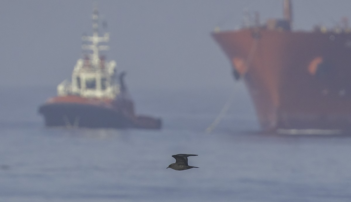 Parasitic Jaeger - ML642279911
