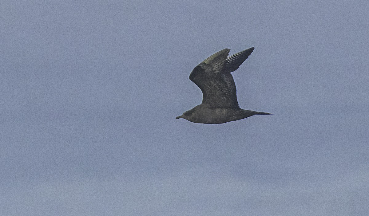 Parasitic Jaeger - ML642279913