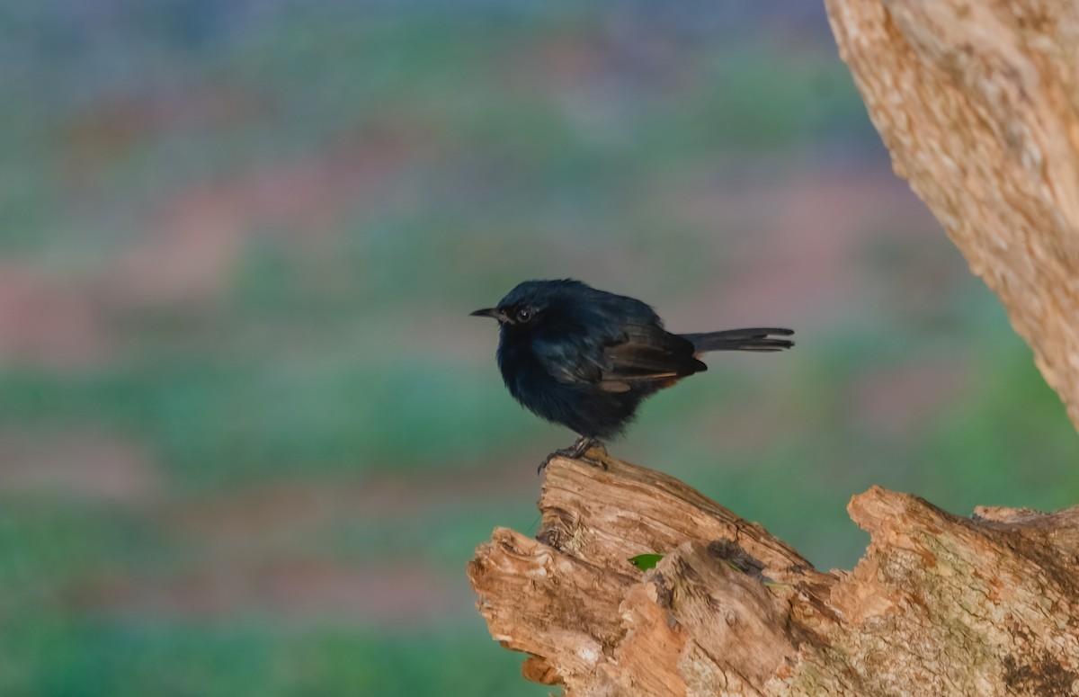 Indian Robin - ML642279920