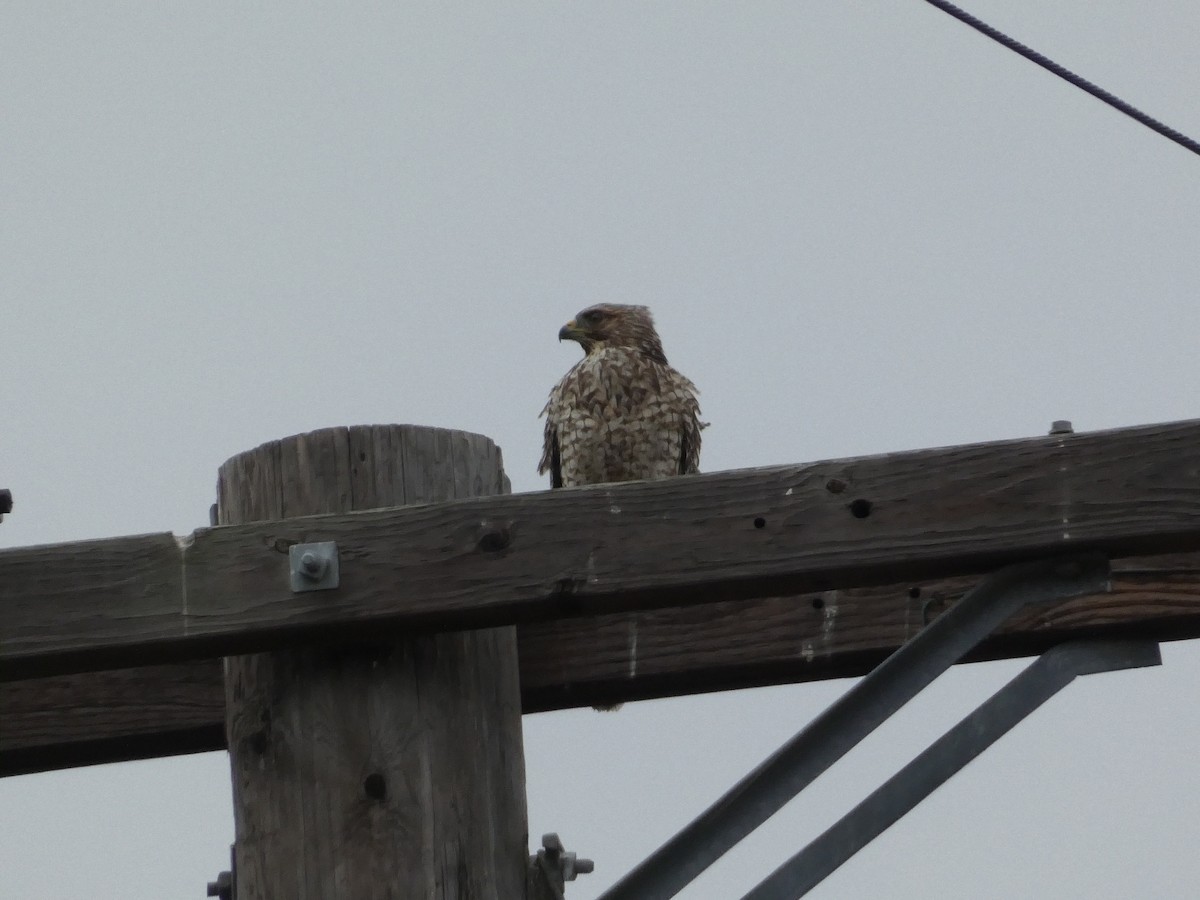 Red-shouldered Hawk - ML642279923