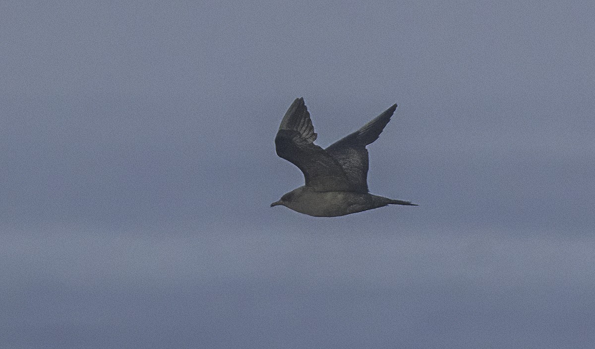 Parasitic Jaeger - ML642279925