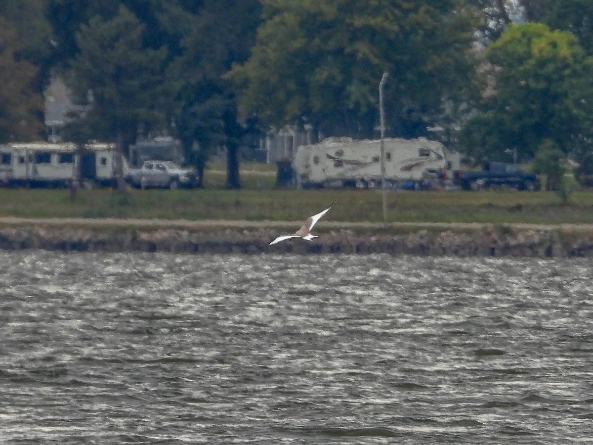 Sabine's Gull - ML642279928