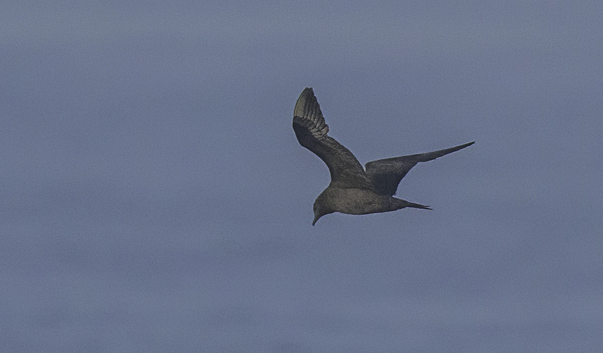 Parasitic Jaeger - ML642279929