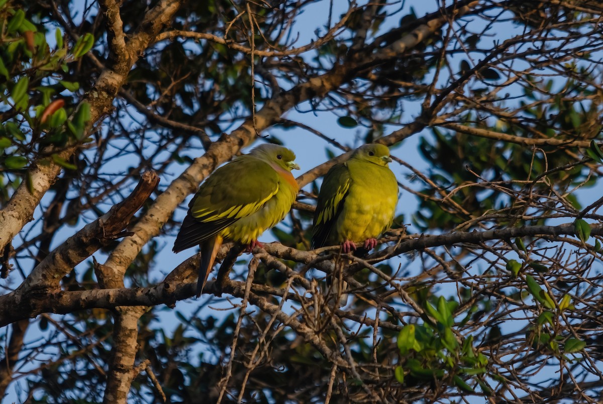 Orange-breasted Green-Pigeon - ML642279935