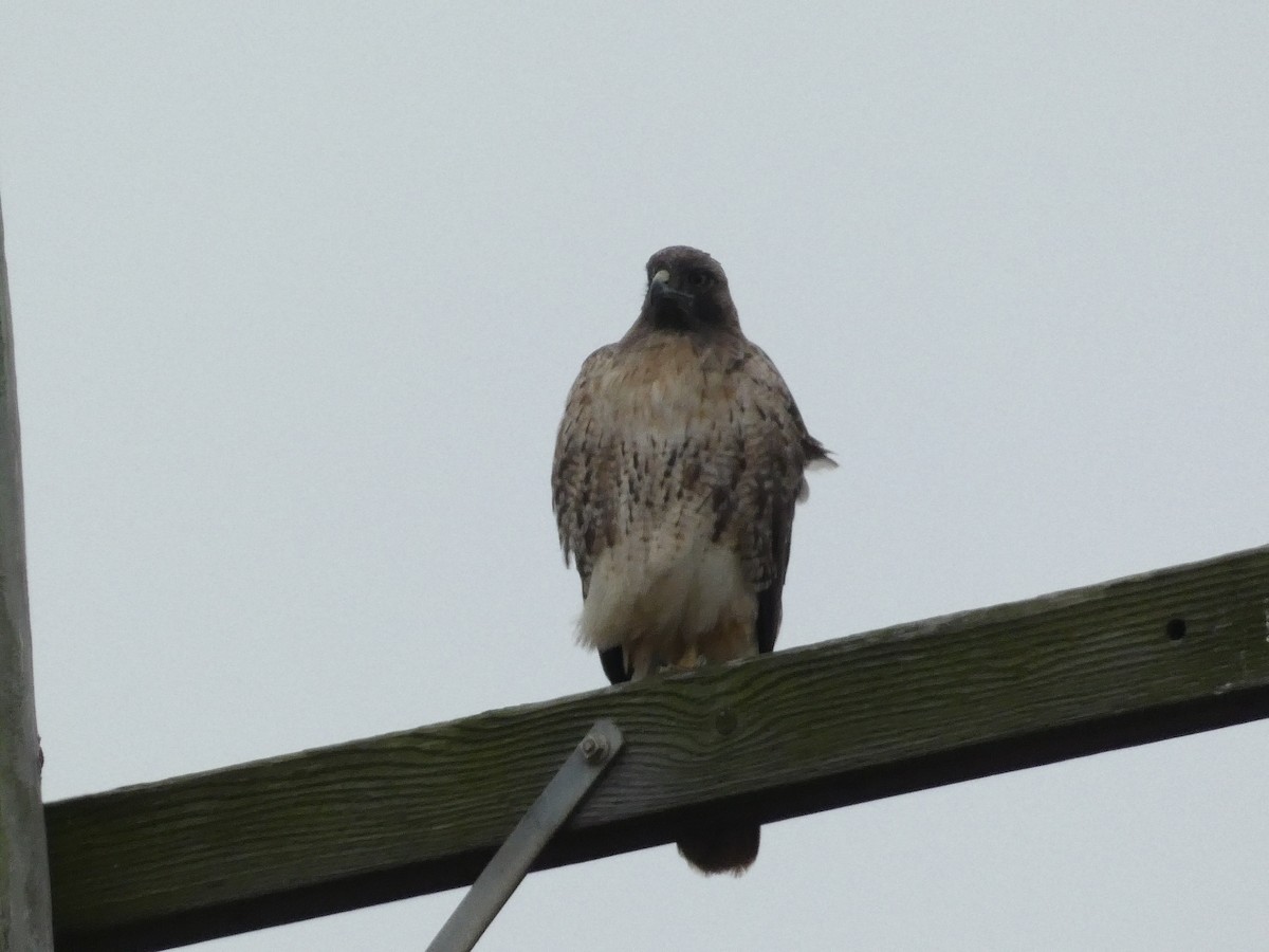 Red-tailed Hawk - ML642279945