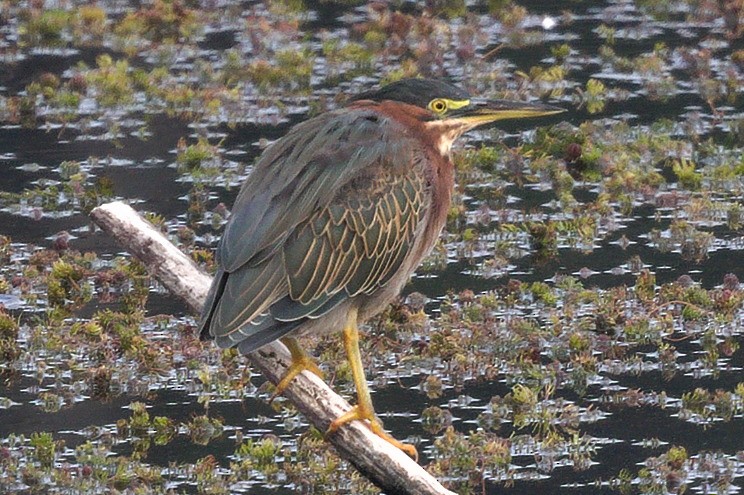 Green Heron - ML642279952