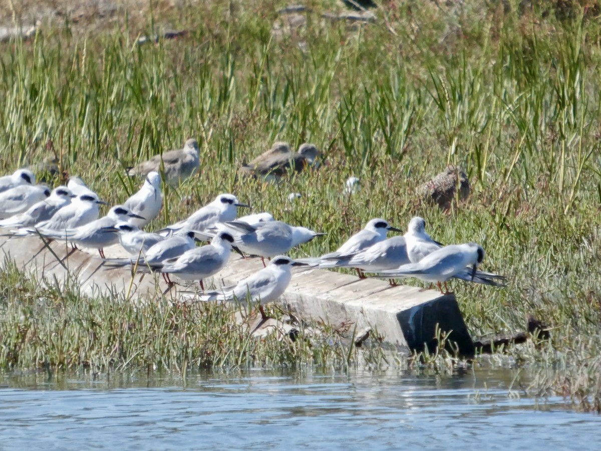 Forster's Tern - ML642279961