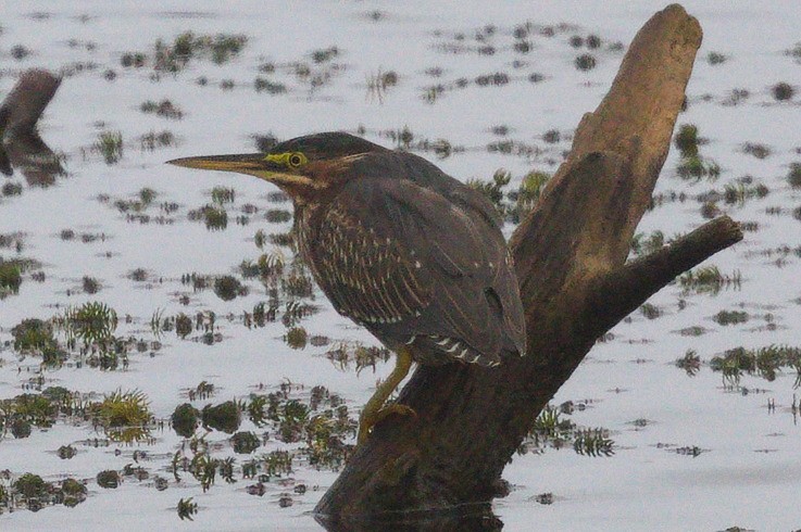 Green Heron - ML642279972