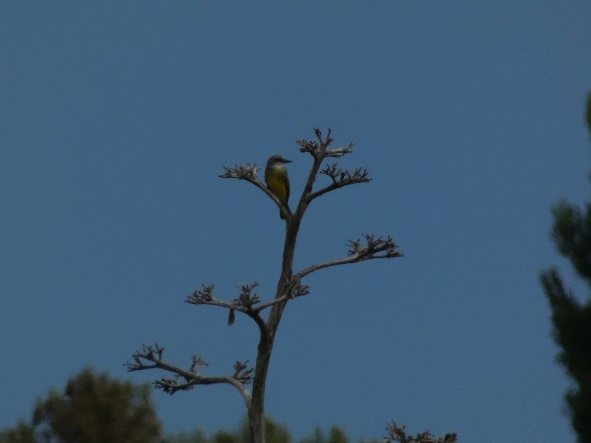 Tropical Kingbird - ML642279974