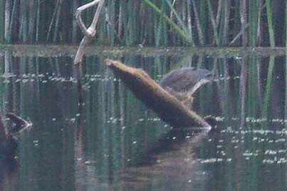 Green Heron - ML642279979