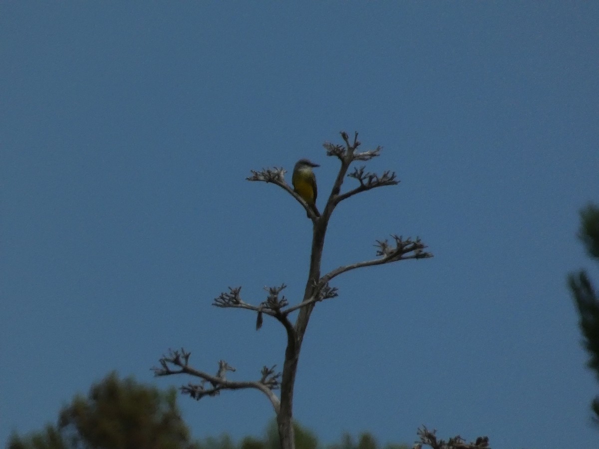 Tropical Kingbird - ML642280001