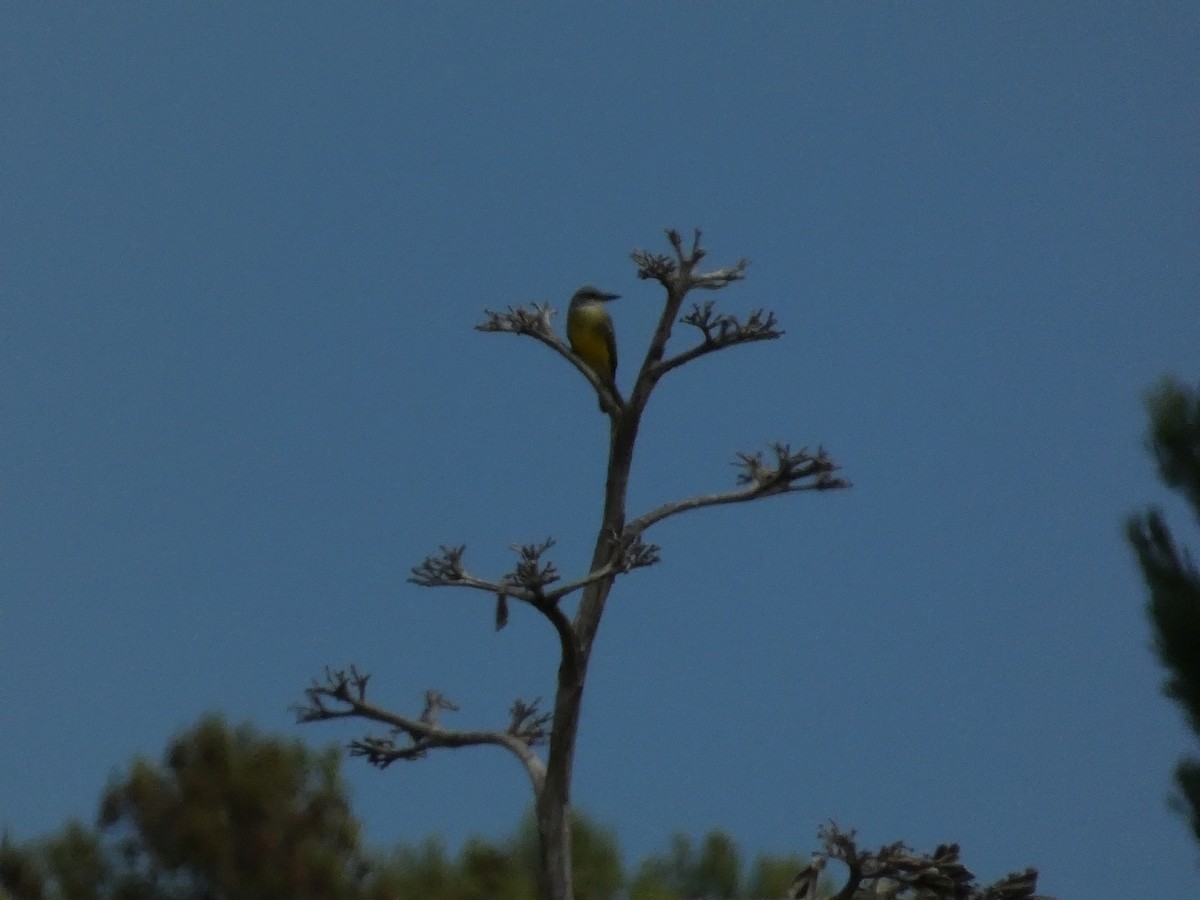 Tropical Kingbird - ML642280019