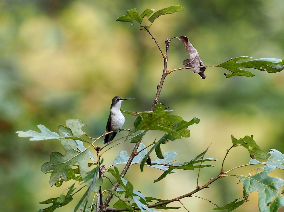 Ruby-throated Hummingbird - ML642280029