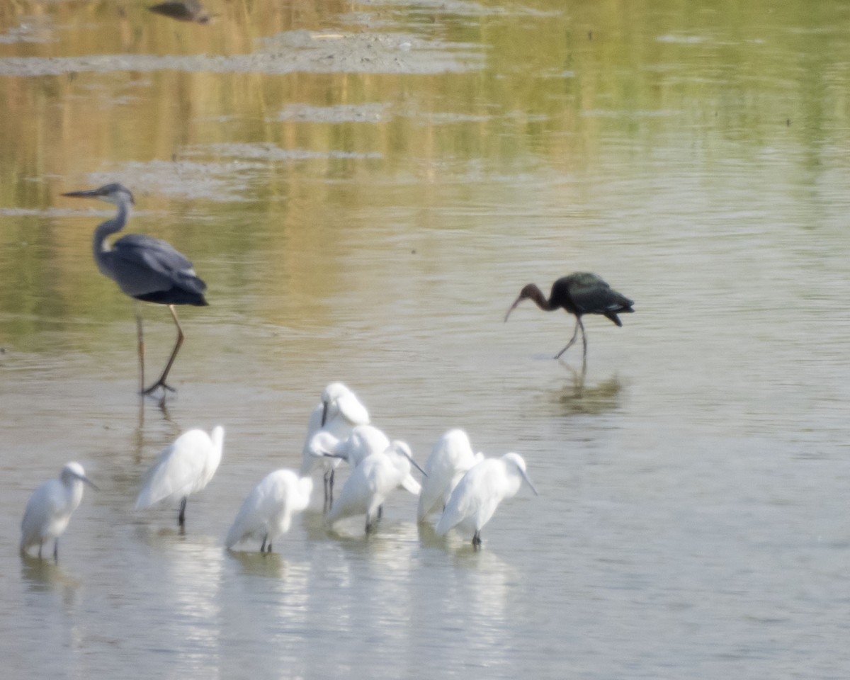 ibis hnědý - ML642280056