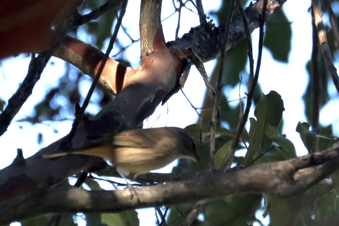 Palm Warbler - ML642280064