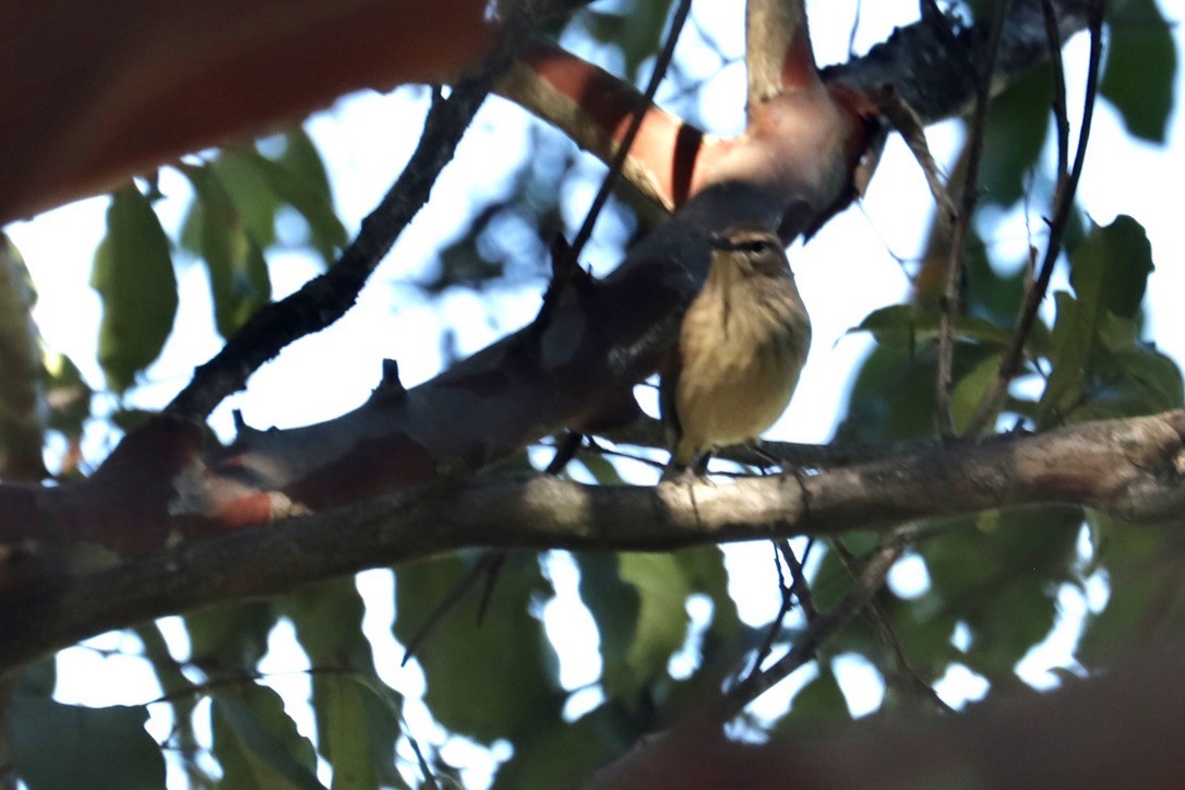 Palm Warbler - ML642280065
