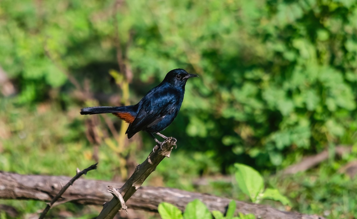 Indian Robin - ML642280066