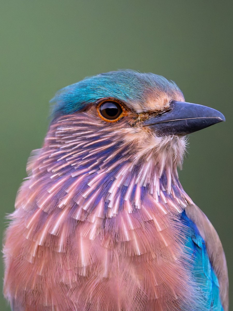 Indian Roller - ML642280070