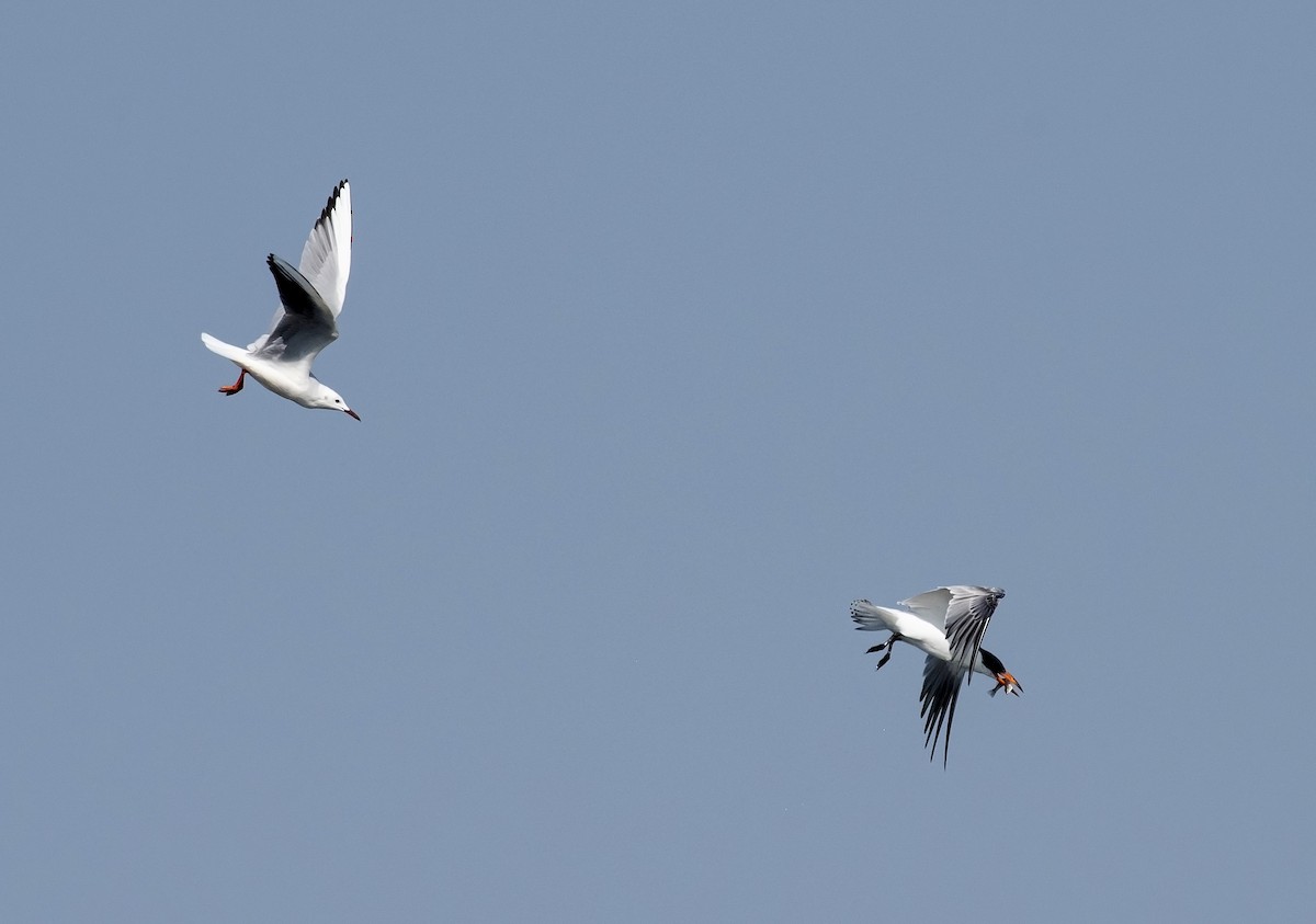Slender-billed Gull - ML642280076