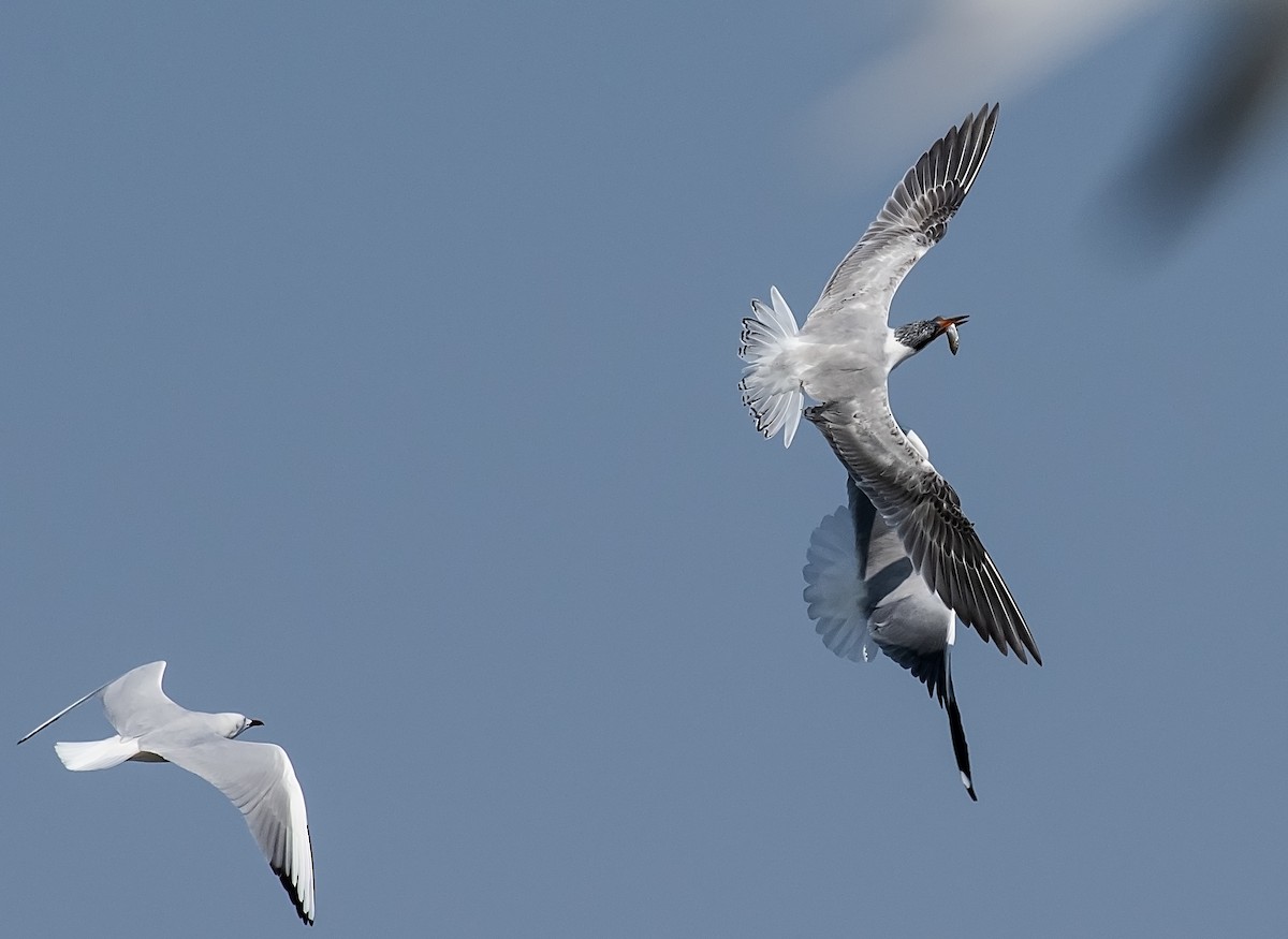 Slender-billed Gull - ML642280077