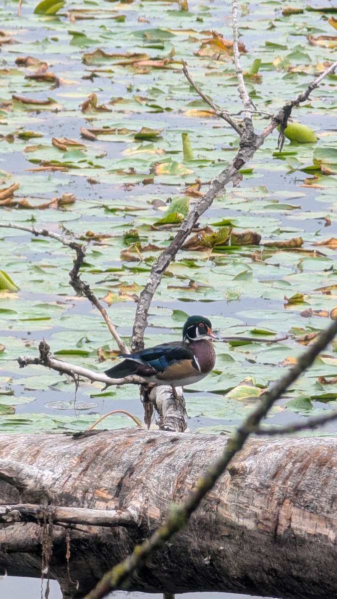 Wood Duck - ML642280078