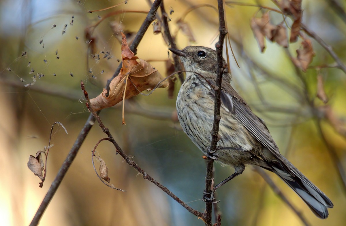 Yellow-rumped Warbler - ML642280080