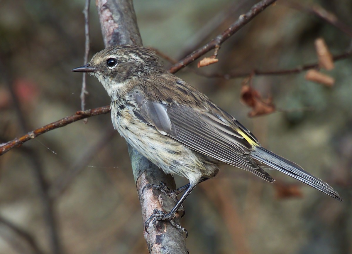 Yellow-rumped Warbler - ML642280081