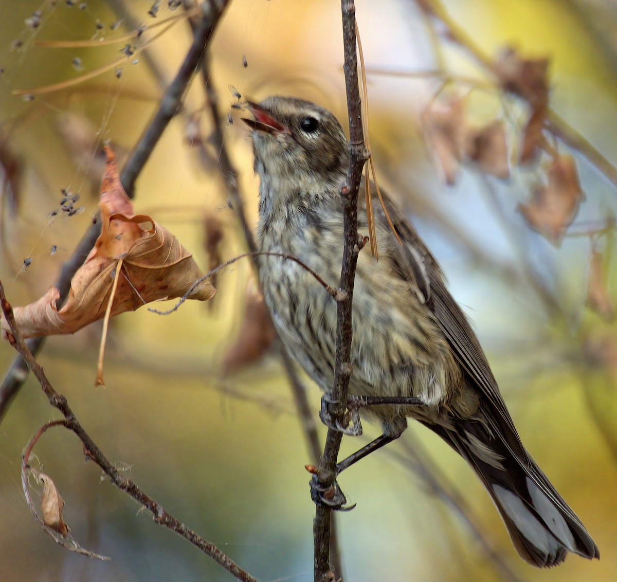 Yellow-rumped Warbler - ML642280082