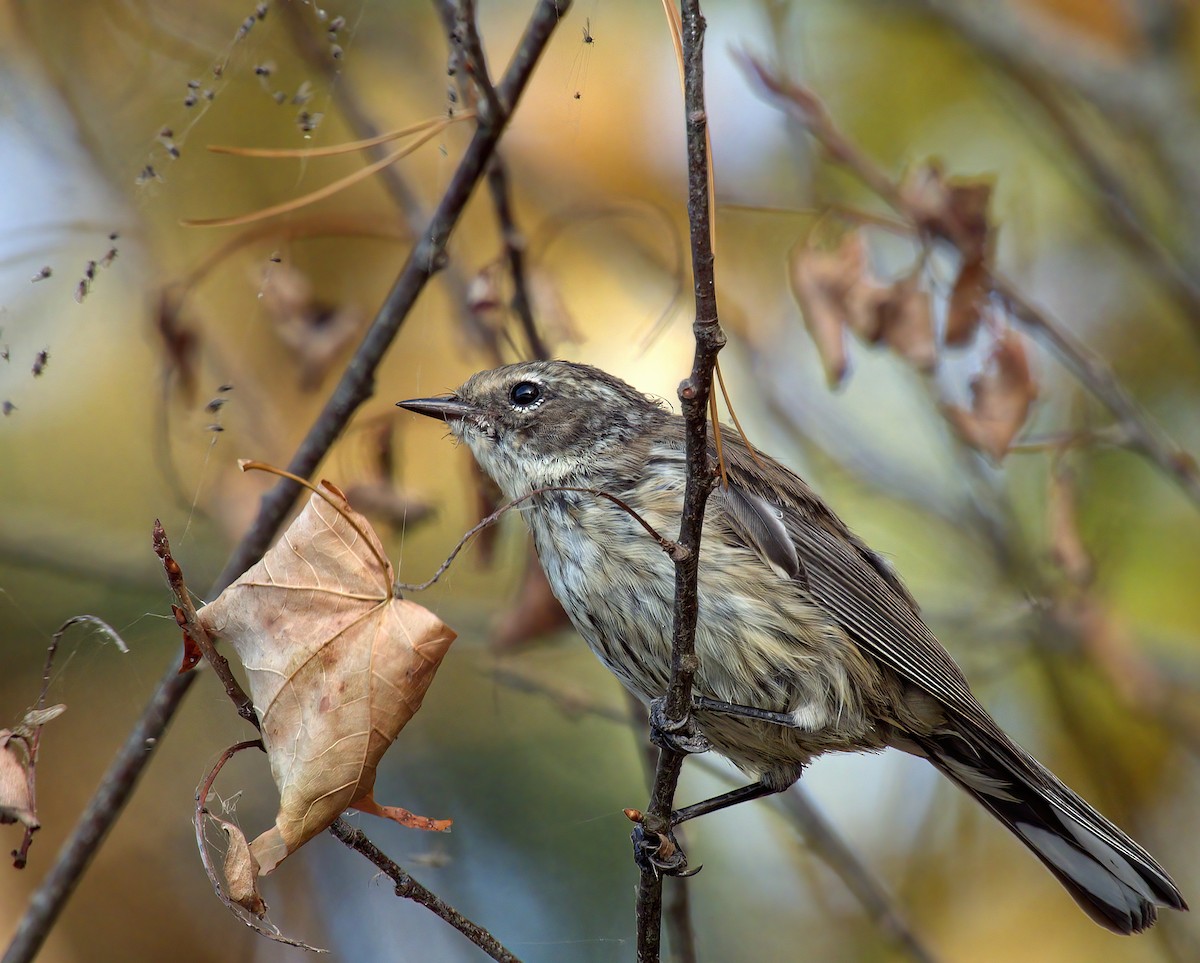 Yellow-rumped Warbler - ML642280084