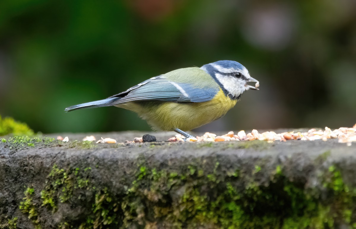 Blaumeise - ML642280096