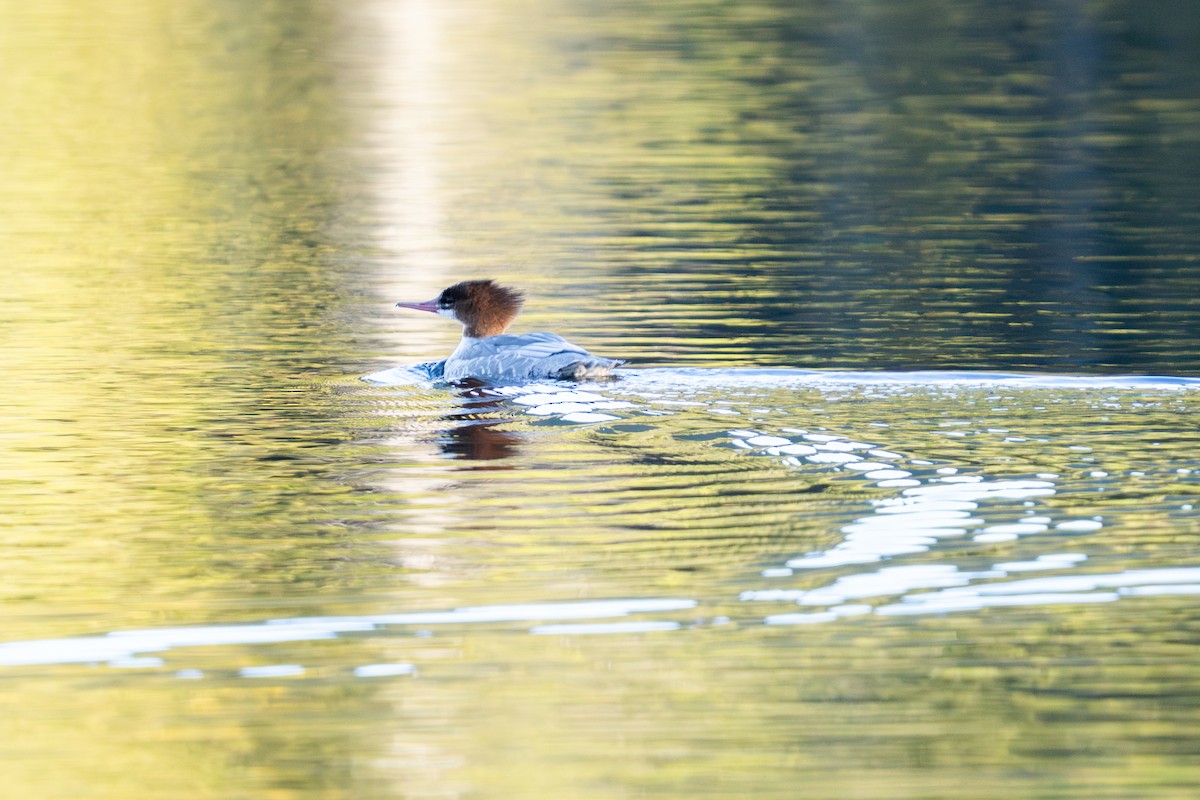 Common Merganser - ML642280106