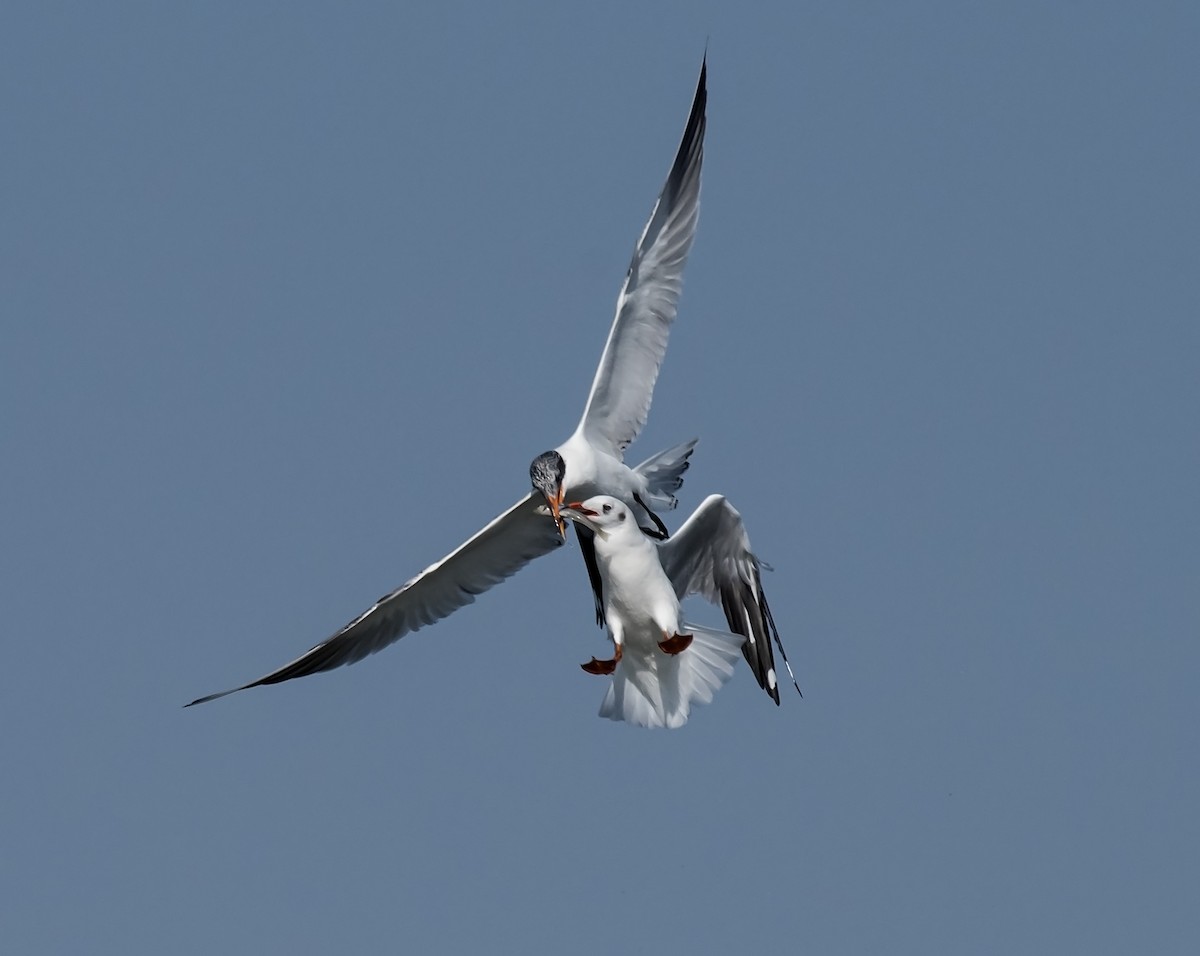 Black-headed Gull - ML642280107