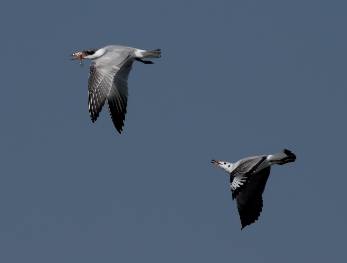 Black-headed Gull - ML642280108