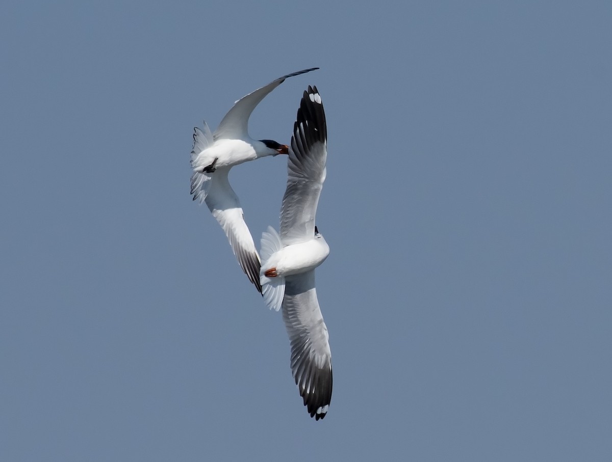 Black-headed Gull - ML642280111