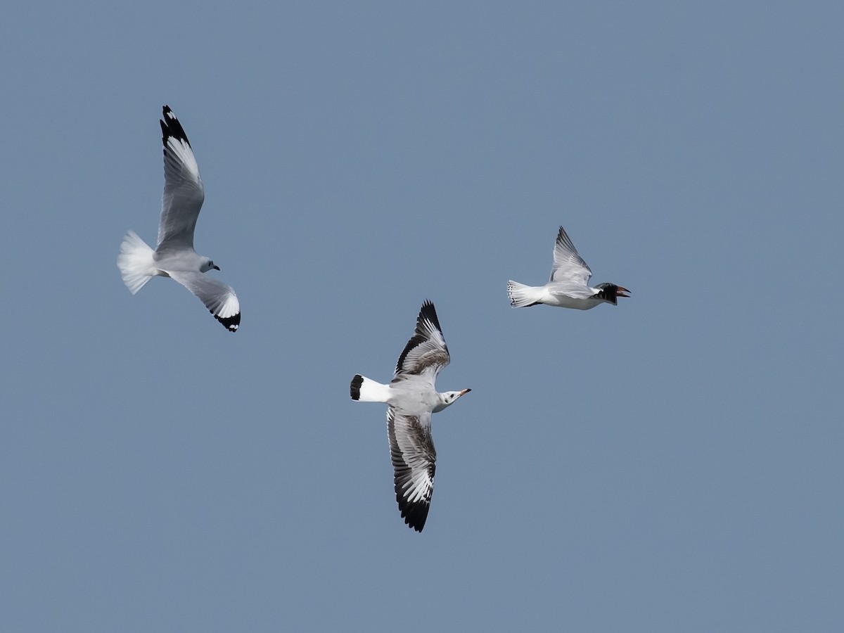 Black-headed Gull - ML642280112