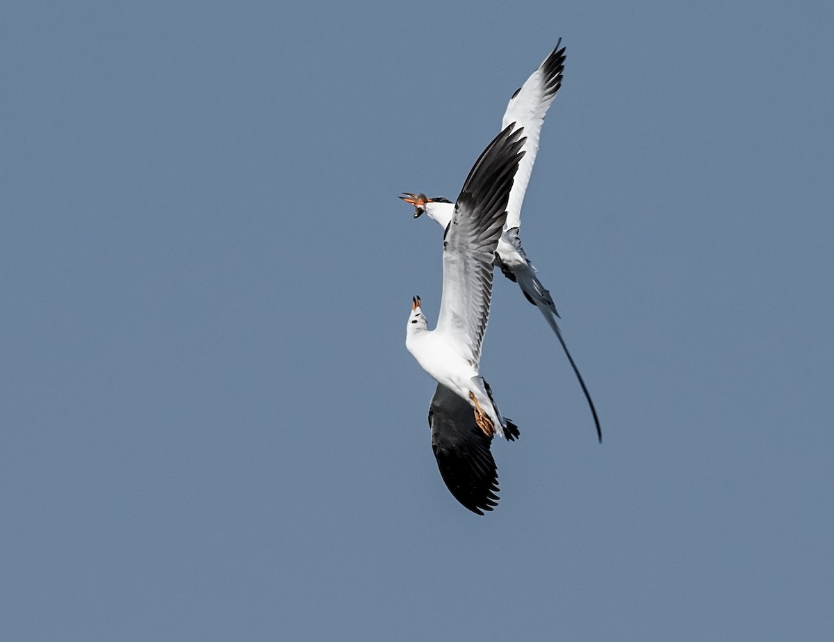 Black-headed Gull - ML642280113
